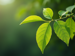 Moringa Men's Health Uses: Unlocking Nature’s Power for Vitality