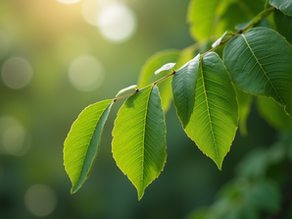 Top Moringa Men's Health Advantages: Unlocking Nature’s Power