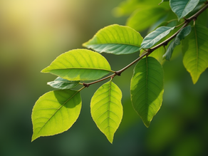 Discover Moringa's Promise for Wellness: Unlocking Moringa Wellness Benefits
