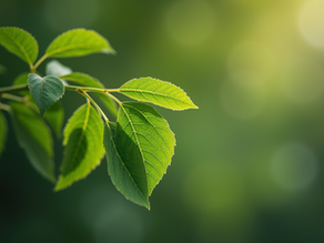Moringa Benefits for Men: Unlocking Nature’s Power for Male Health