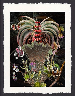 Marka Burns, "Hybrid #1", Collage of succulents