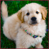 puppy-2.png