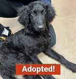 Tater at Fox 5_edited.jpg