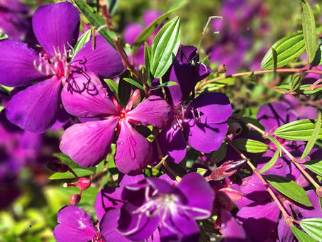 "Bright" Adi Da Love Transmission