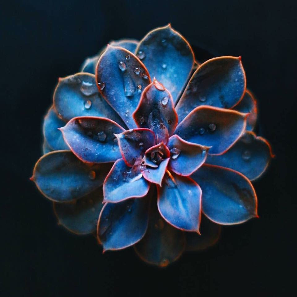 ree