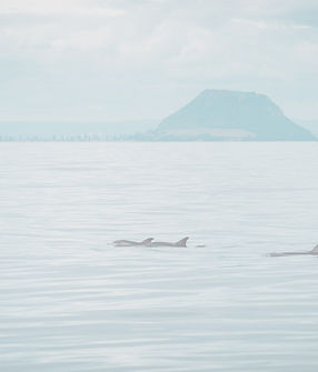 747237-bay-explorer-dolphin-pod-with-mou