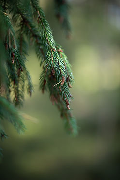 Stormyren_skogen_web-45.jpg