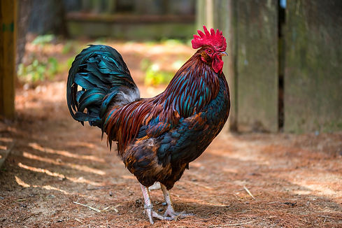 AdobeStock_140945047.jpg