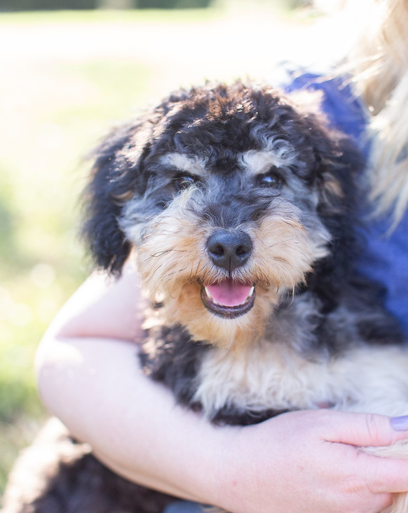 Sweetest of ALL Goldendoodles