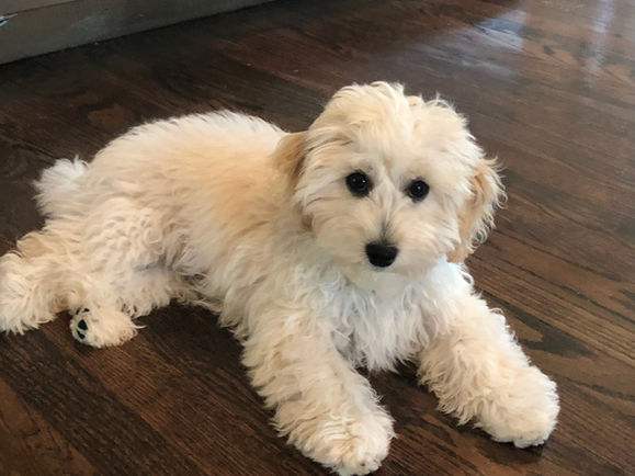 Our Puppies Callie is  a Timberland Falls puppy enjoying her life in WA
