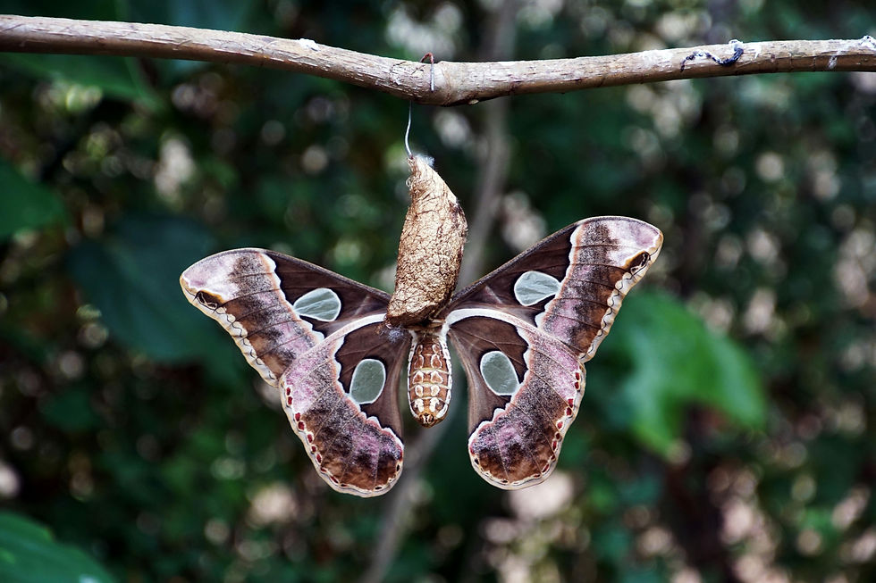 Butterfly emerging - transformation