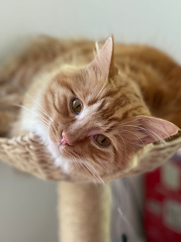 dietitian austin, eating disorder treatment austin, nutritionist austin texas, anorexia treatment austin, bulimia treatment austin, binge eating disorder treatment austin