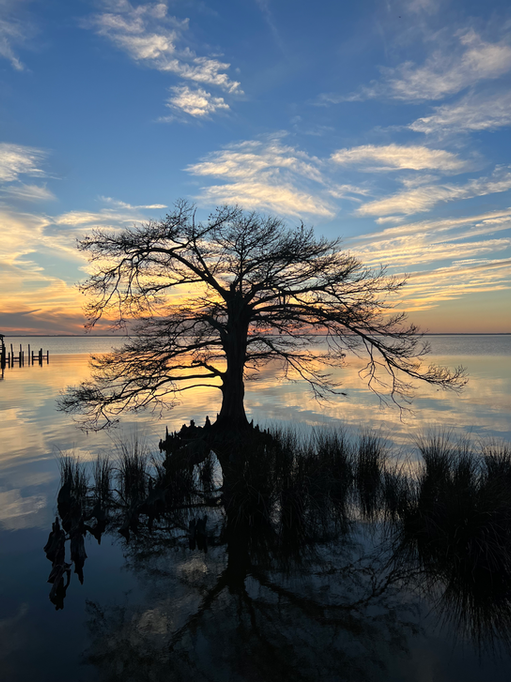 Bare tree silhouette on calm water reflects the sunset sky, serene landscape.