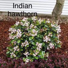 Indian hawthorn