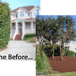 Before and after landscaping: dense bush, new trees and mulch