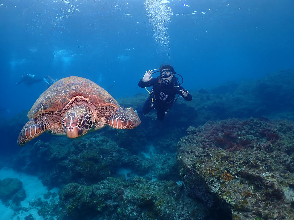 Diving with turtles in Taiwan