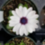 Osteospermum