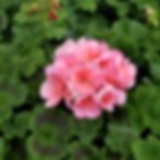 Geraniums