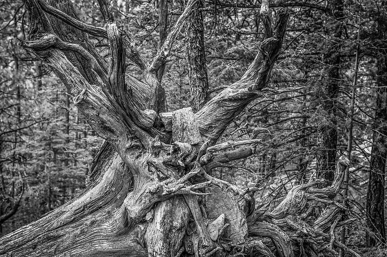 Black and White of uprooted Ponderosa Pine