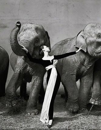 Richard Avedon, Elephants