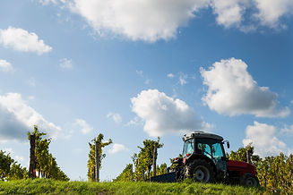 Grape-harvest,-landscape-875300564_3869x