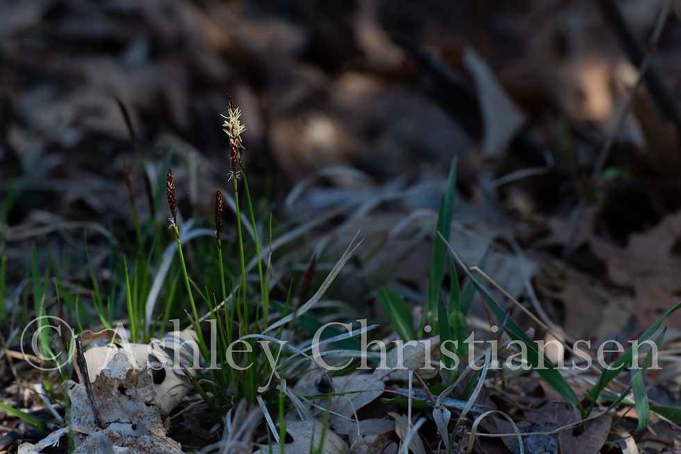 Sedge in bloom