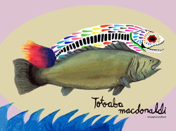 Totoaba