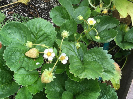 Strawberries are not ripe yet