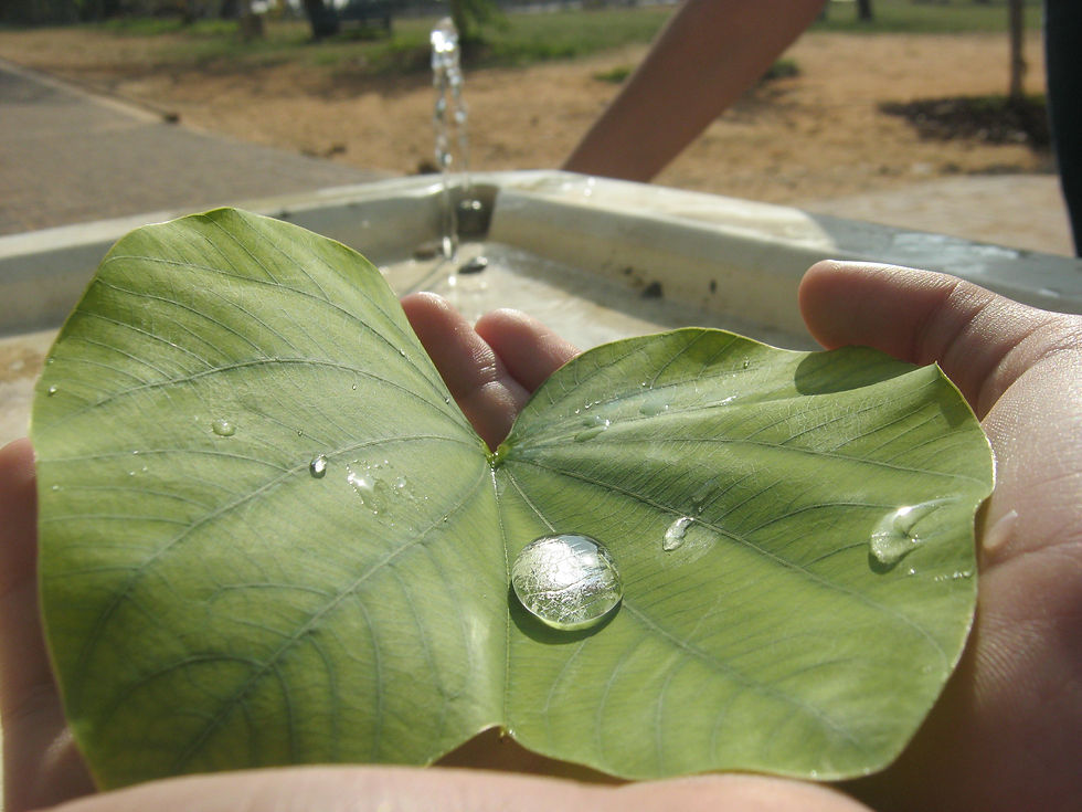 Insight צילומים משתתפי הסדנאות