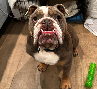 Meet this jiggly, wiggly hunk of Bulldog!