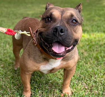 Jade is full of love and ready to Velcro herself to your heart!