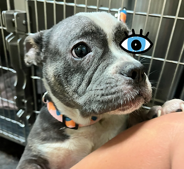 This tiny sweetheart is ready to charm and delight her forever family!