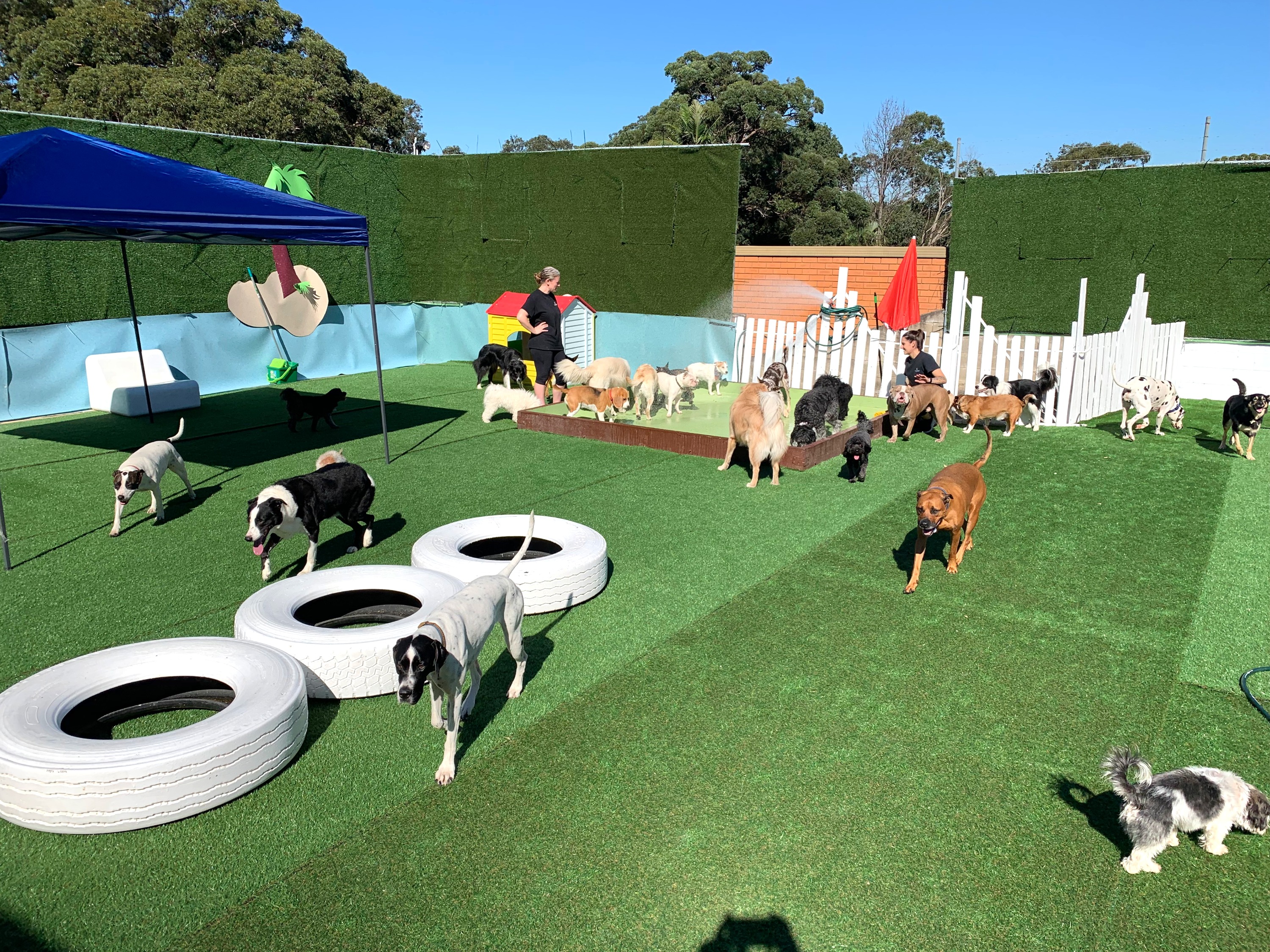 daycare for dogs