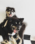 Dog Royalty owner with dog