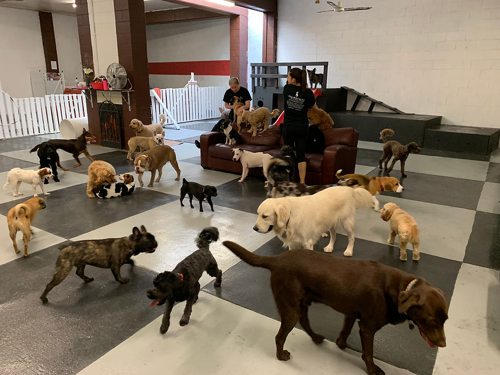 Dogs galore
