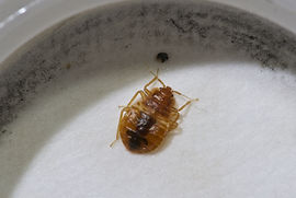 Bed Bug.jpg
