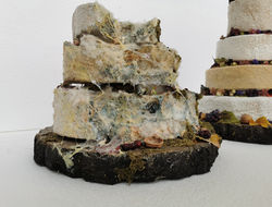 Verschimmelter Käse