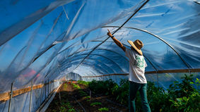A max working inside a green house nder a clear plastic film covering.
