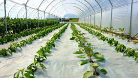 Rows of green plants in a sunlit greenhouse with a white arched roof. The setting is bright and orderly with a clear, structured path.