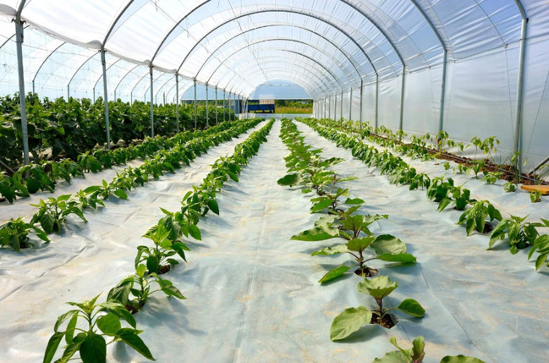 Rows of green plants in a sunlit greenhouse with a white arched roof. The setting is bright and orderly with a clear, structured path.
