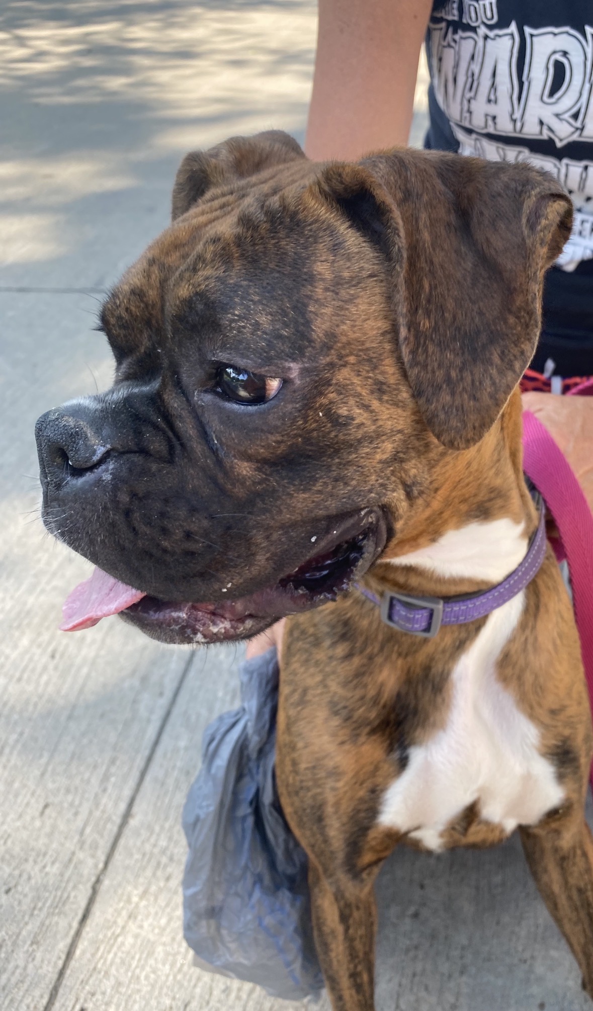Brindle dog enjoying time outside