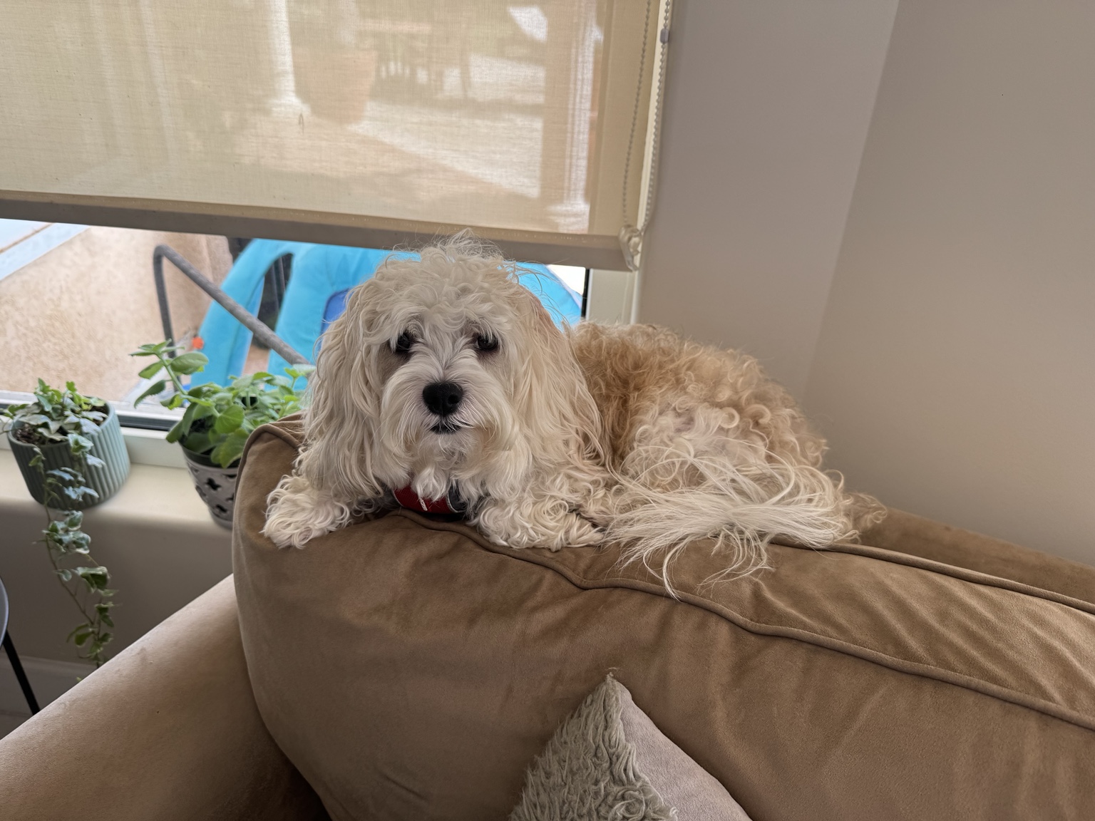 Dog relaxing at home