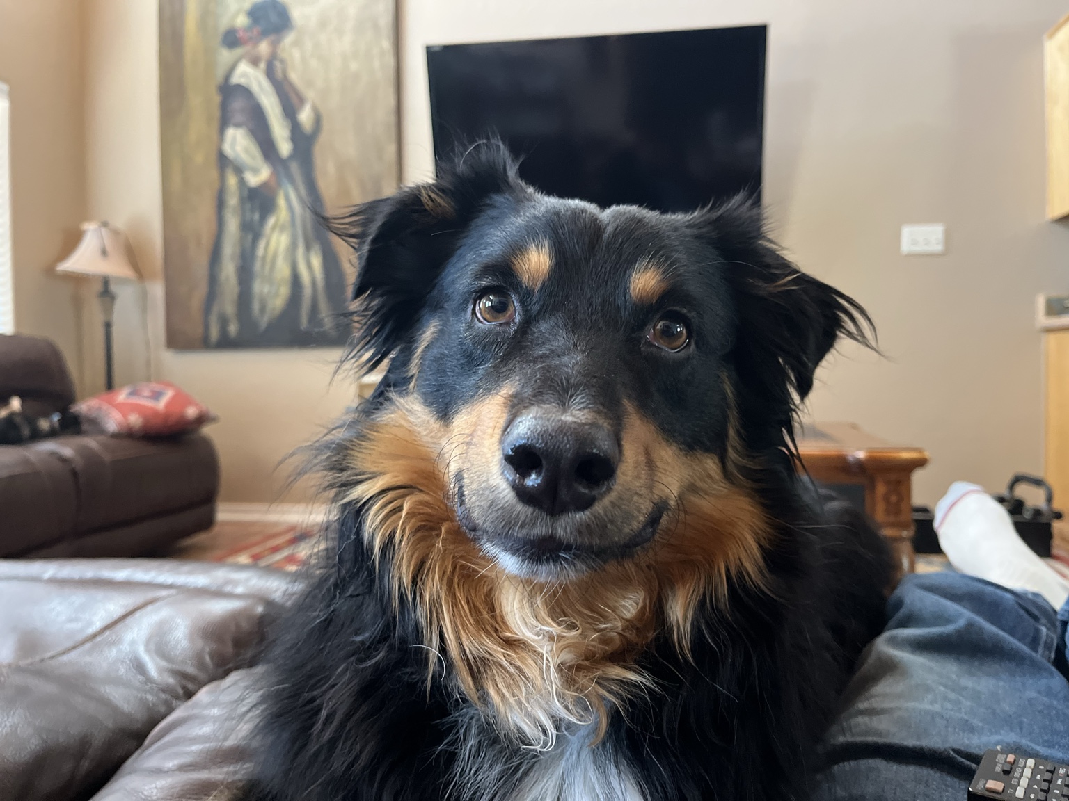 Black and tan dog looking at the camera
