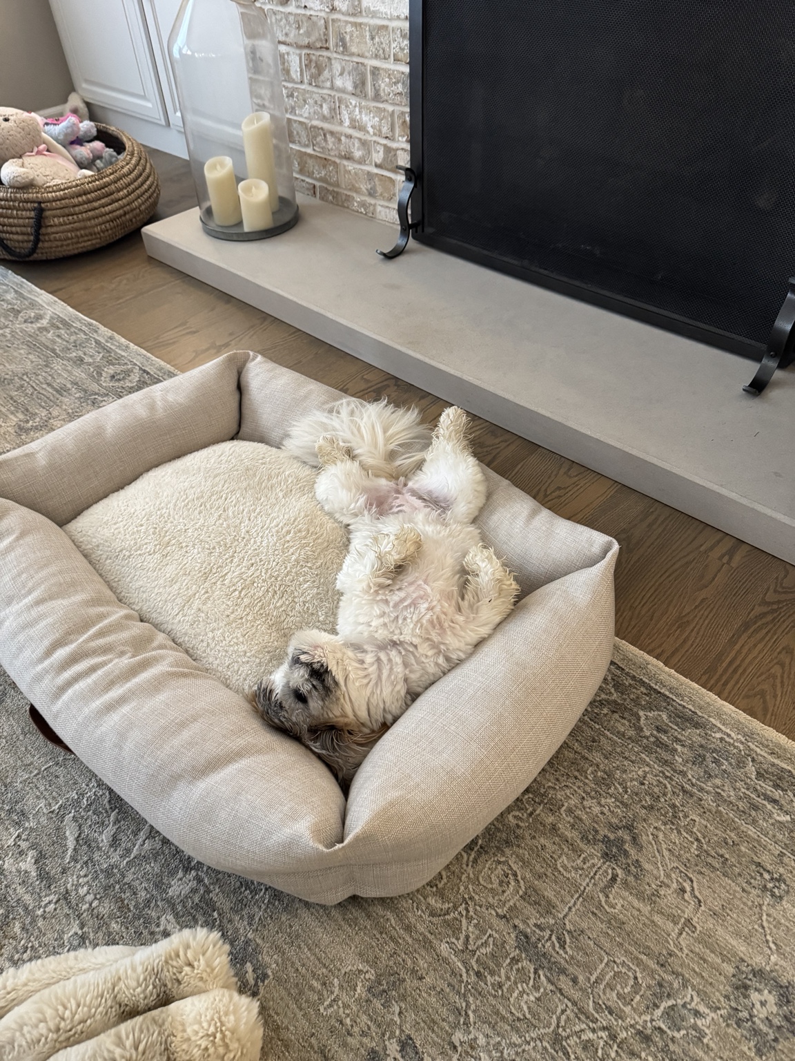 Dog relaxing in bed