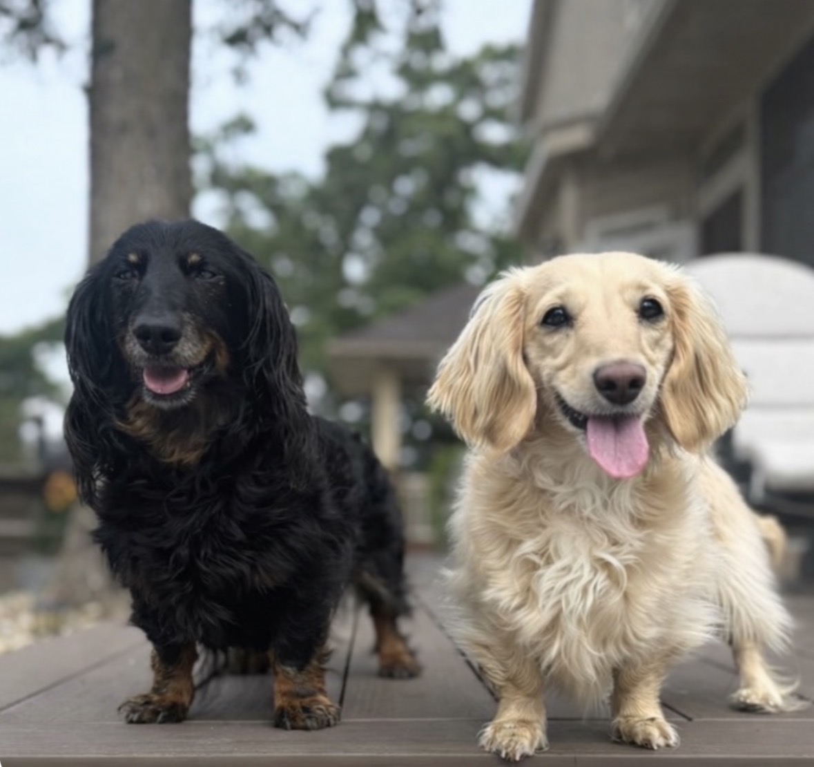Two dogs sitting together