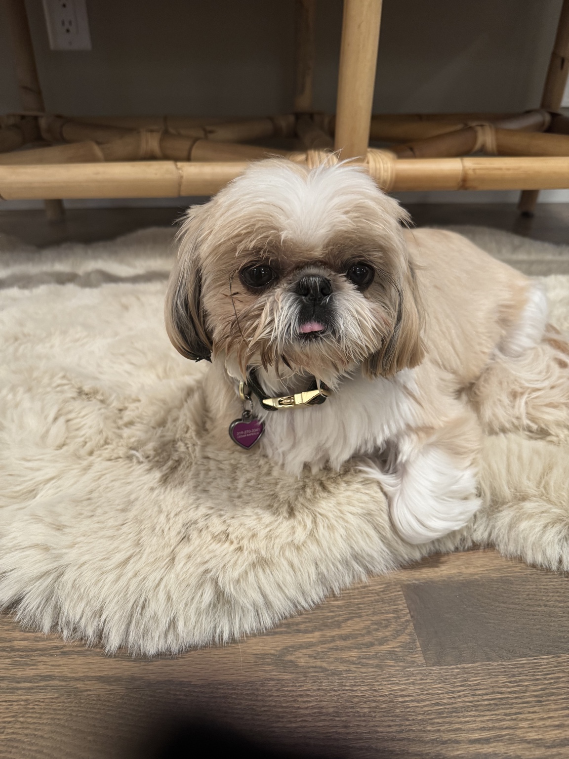 Pet sitting client dog