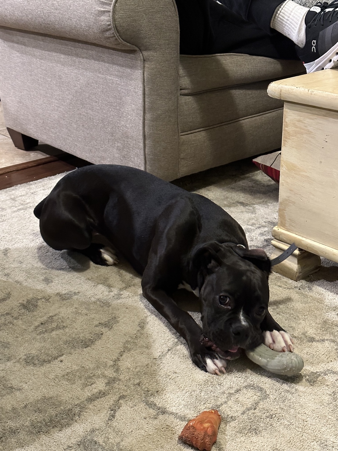 Black dog playing with a toy
