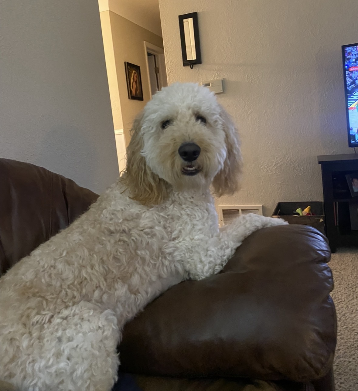Dog relaxing on a sofa