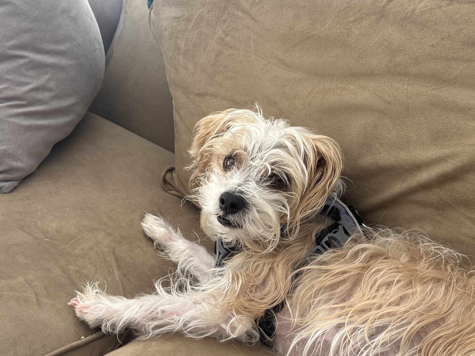 Dog relaxing in a chair