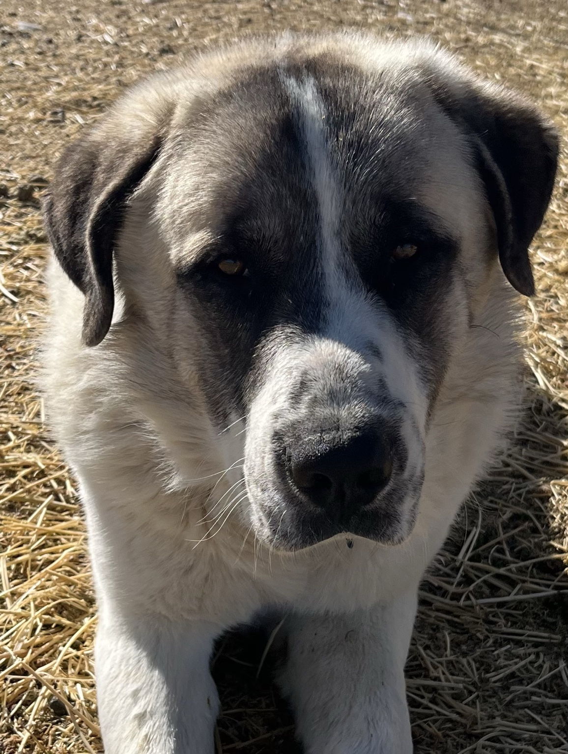 Large dog outdoors